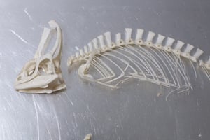 Image of Male Veiled Chameleon Disarticulation 08