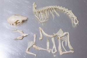 Image of Hairless Guinea Pig Skeleton Disarticulated