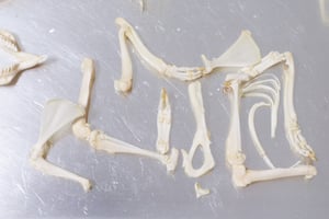 Image of Hairless Guinea Pig Skeleton Disarticulated