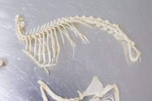Image of Hairless Guinea Pig Skeleton Disarticulated