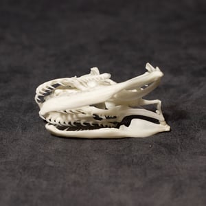 Image of Python Skull 01
