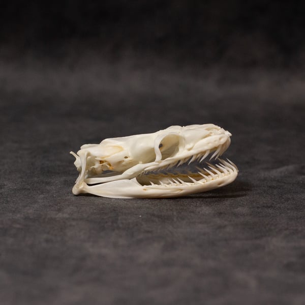 Image of Python Skull 02