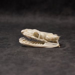 Image of Python Skull 02
