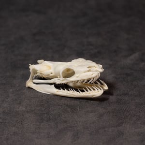 Image of Python Skull 02