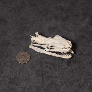 Image of Python Skull 02