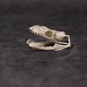 Image of Python Skull 03