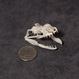 Image of Python Skull 04