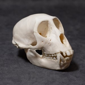 Image of Vervet Monkey Skull