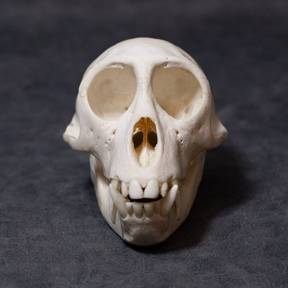 Image of Vervet Monkey Skull
