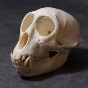 Image of Vervet Monkey Skull