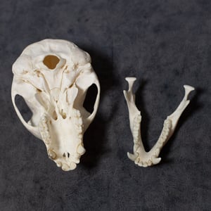 Image of Vervet Monkey Skull