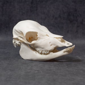 Image of Calf Skull (Slightly Curved Skull)