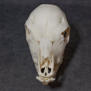 Image of Calf Skull (Slightly Curved Skull)