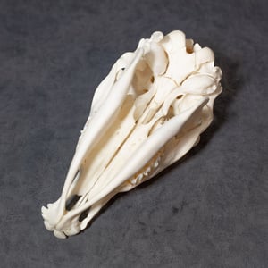 Image of Calf Skull (Slightly Curved Skull)