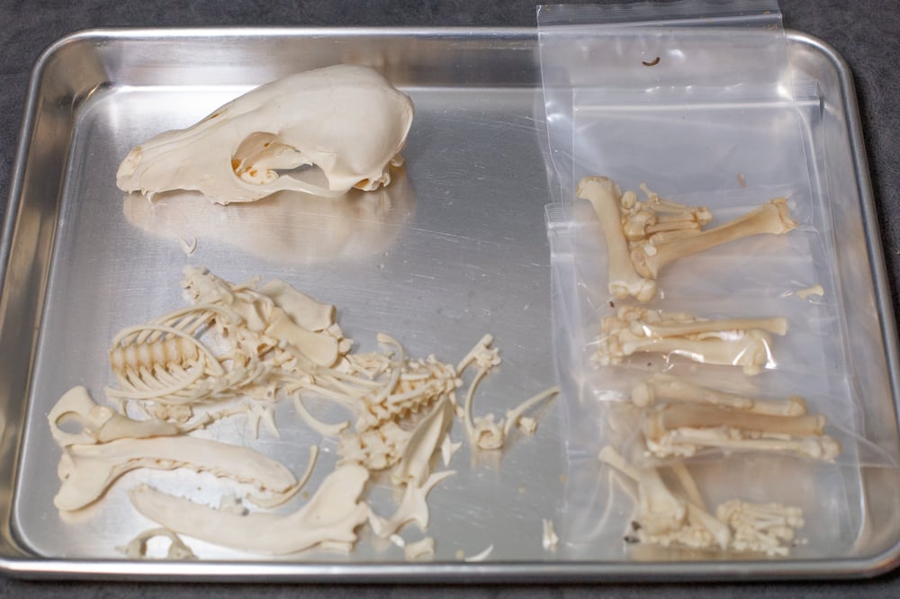 Image of Juvenile Red Fox Skeleton (Disarticulated)
