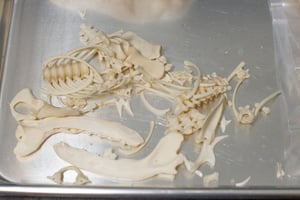 Image of Juvenile Red Fox Skeleton (Disarticulated)