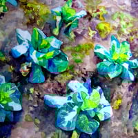 Image 2 of Allotment greens Greetings Card