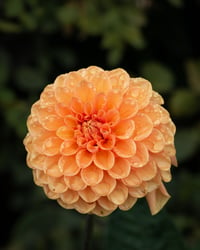 Image 2 of Peach Dahlia