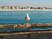 Image 2 of One legged seagull