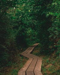 Image 2 of Forest Path