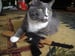 Image of AK-47 Organic Catnip CAT TOY Handmade by Oh Boy Cat Toy 