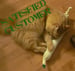Image of JUMBO JOINT Organic Catnip CAT TOY Handmade by Oh Boy Cat Toy 