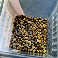 Image 1 of Extatosoma Tiaratum Unmated Spiny - Eggs 