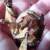 Image 3 of Extatosoma Tiaratum Unmated Spiny - Eggs 