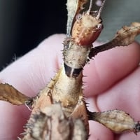 Image 4 of Extatosoma Tiaratum Unmated Spiny - Eggs 