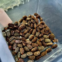 Image 1 of Eurycnema Goliath Insect - Eggs