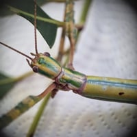 Image 4 of Eurycnema Goliath Insect - Eggs