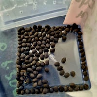 Image 1 of Acrophylla Wuelfingi Unmated Giant northern - Eggs