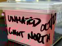 Image 2 of Acrophylla Wuelfingi Unmated Giant northern - Eggs
