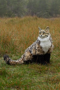 Image 1 of Domestic Wampus - Six legged cat poseable artdoll