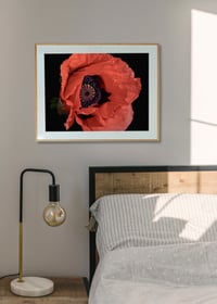 Image 2 of Papaver Somniferum 