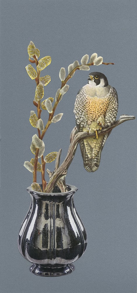 Image of Peregrine with pussy willow. original collage