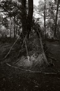 Image of Tree studies - petit format #2