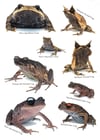 Southeast asian Frogs sticker set