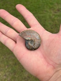 Image 13 of Opalized Ammonite Shell Fossil #2248