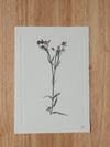 Greater Stitchwort 04 - A5 - Original Botanical Monoprint 