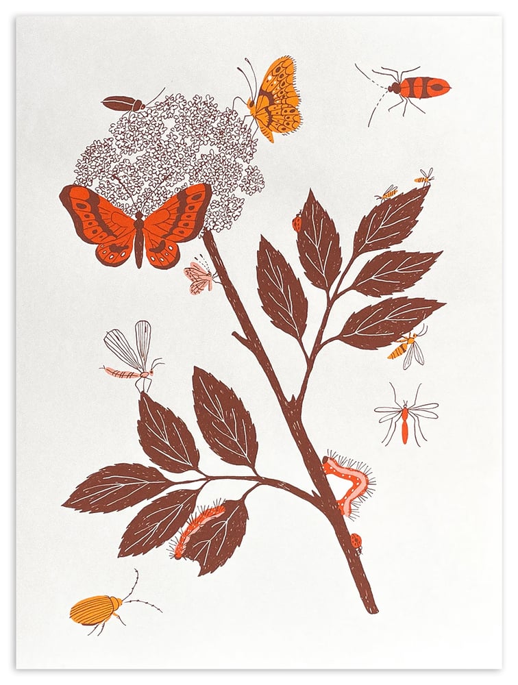 Image of Sambucus Screen Print by Liana Jegers