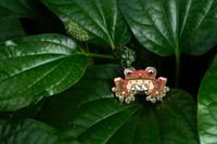Image 2 of Cinnamon / Spotted Tree Frog hard enamel pin