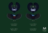 Image 5 of Birds of Paradise - Female's bird eye of view