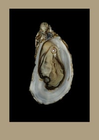 Postcard | Oyster of Joy