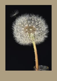Postcard | Darling Dandelion