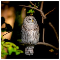 Image 1 of "Barred Owl"