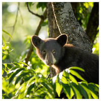 Image 1 of "Black Bear Cub"