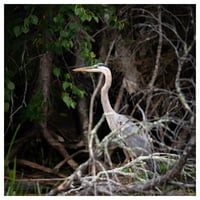 Image 1 of "Great Blue Heron"