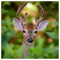 Image 1 of "White Tail Deer"