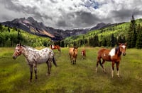 Caballos de Colorado II